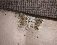 deratizace-stenic-praha 7