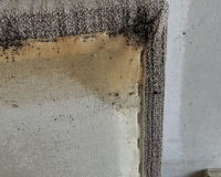 dezinskece-stenic-praha 5